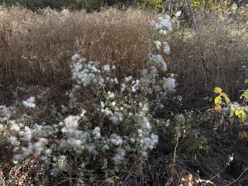 Clematis orientalis, 2026-10-03