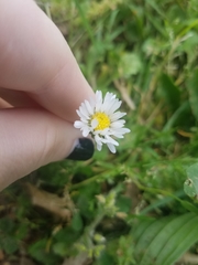 Bellis perennis