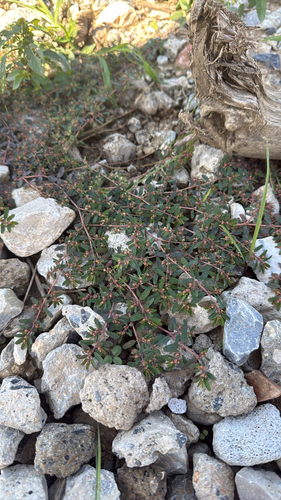 Spotted spurge
