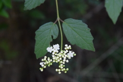 Viburnum scabrellum