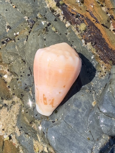 Conus miliaris observed 2026-10-06