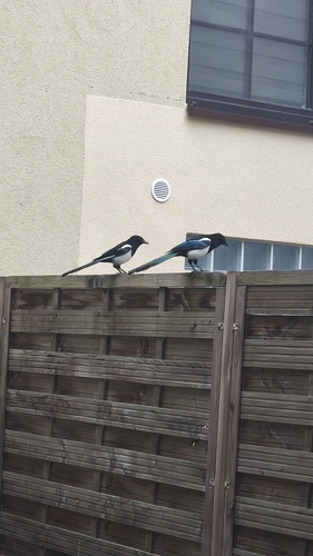 Eurasian Magpie