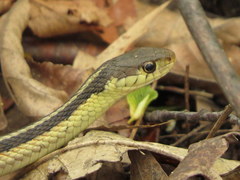Thamnophis sirtalis