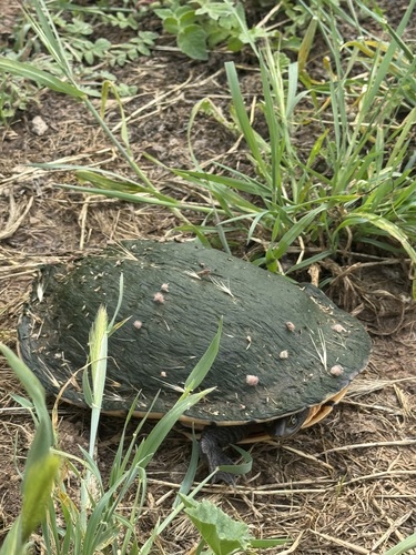 Eastern Snake-necked Turtle