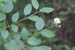 Viburnum scabrellum