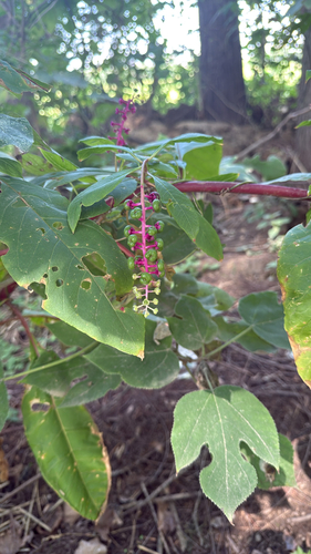 American pokeweed