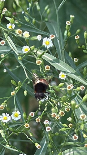 Phytomia zonata