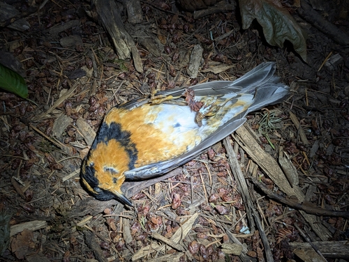 Varied Thrush