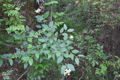 Viburnum scabrellum