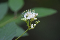 Viburnum scabrellum