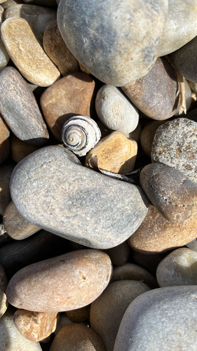 Southern ribbed top snail