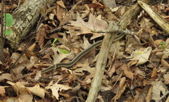 Thamnophis sirtalis