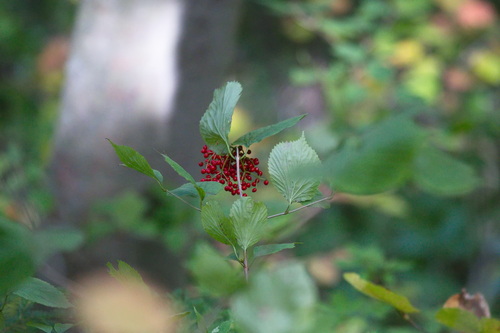 Viburnum wrightii observed 2026-10-03