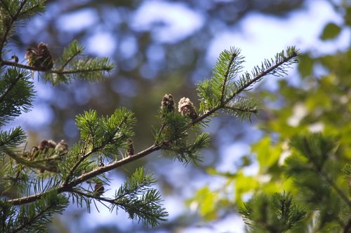 Abies sachalinensis, 2026-10-03