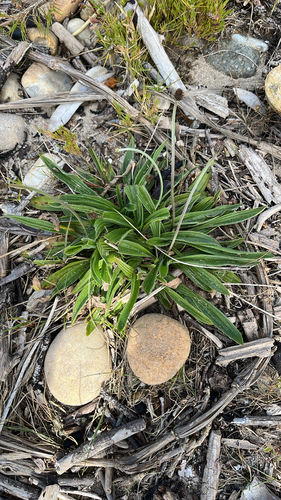 ribwort plantain