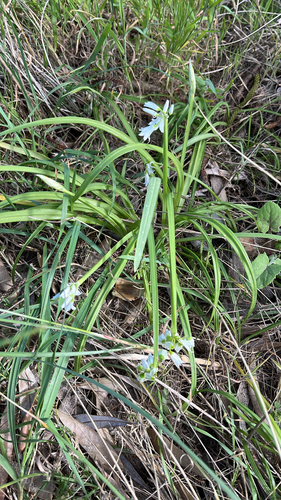 Three-cornered garlic