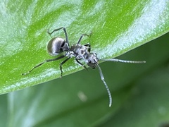 Polyrhachis illaudata