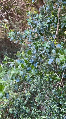 Seaberry Saltbush