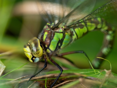 Southern Hawker