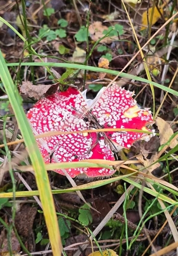 Fly Agaric