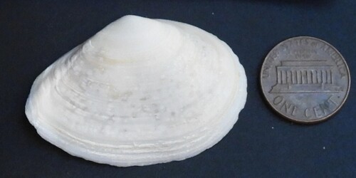 Macoma nasuta observed 2026-10-04