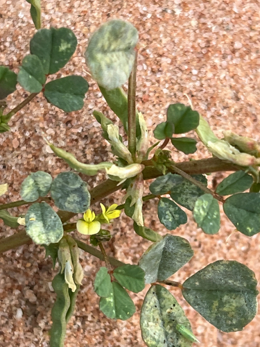 Trigonella suavissima observed 2026-10-03