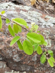 Amelanchier sanguinea
