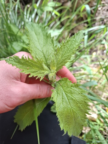 Verbena litoralis observed 2026-10-06