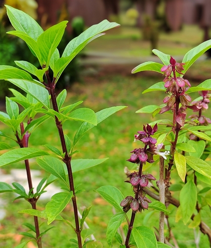 Sweet basil