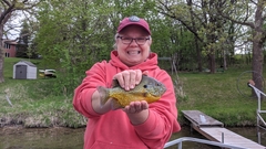 Lepomis gibbosus × macrochirus