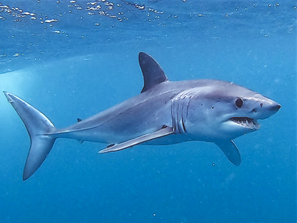 Mackerel Sharks (Lamnidae) - Marine Life Identification