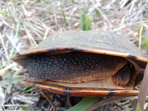 Eastern Snake-necked Turtle