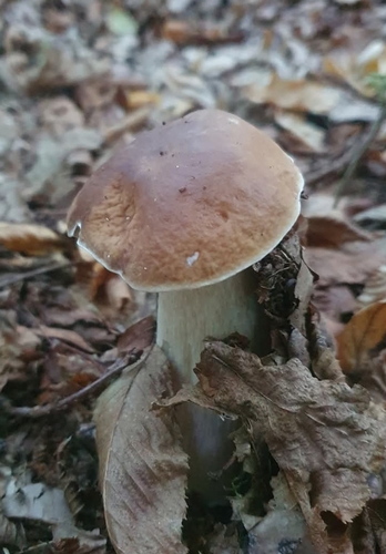 King Bolete
