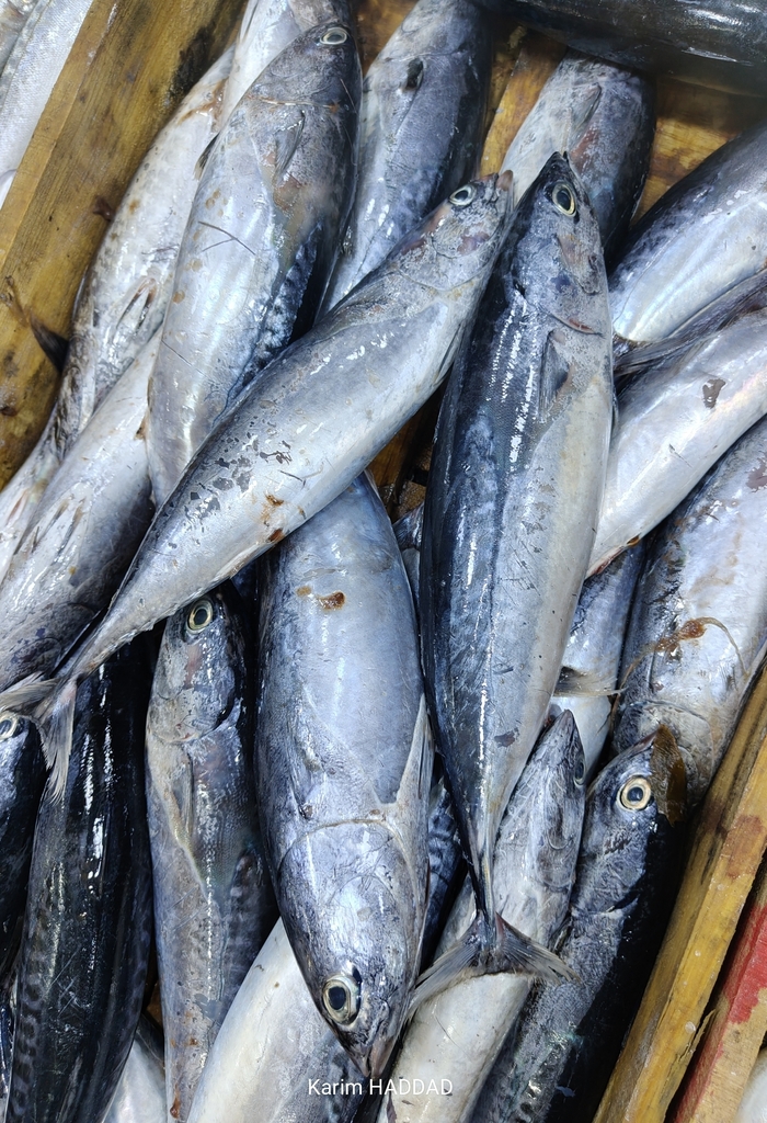 Frigate mackerel