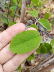 Amelanchier sanguinea