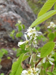 Amelanchier sanguinea