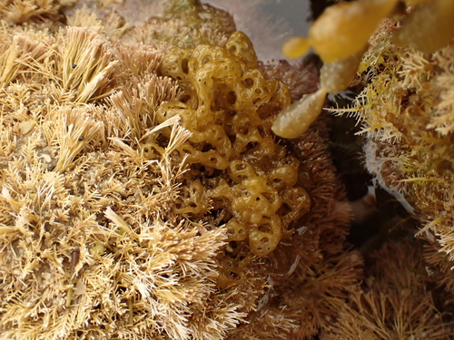 Hydroclathrus clathratus observed 2026-10-01