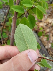 Amelanchier sanguinea