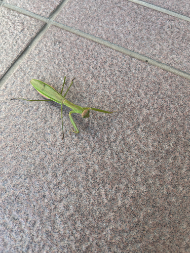 Chinese Mantis
