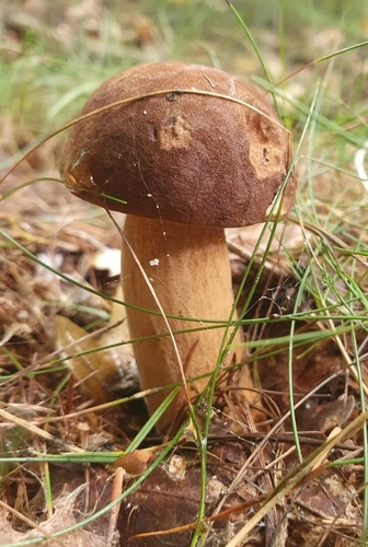 Bay Bolete