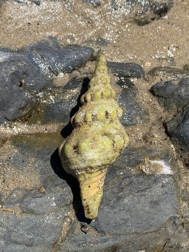 Fusinus nicobaricus observed 2026-10-06