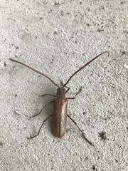 Ochrocydus huttoni