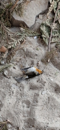 European Robin