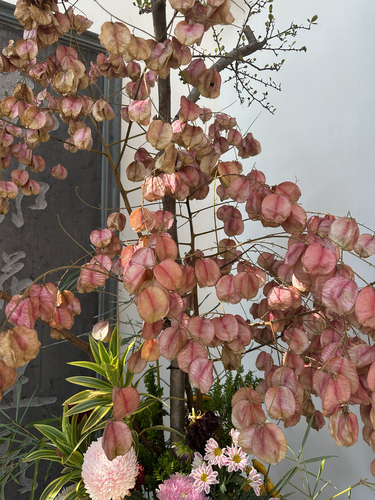 Chinese flame tree