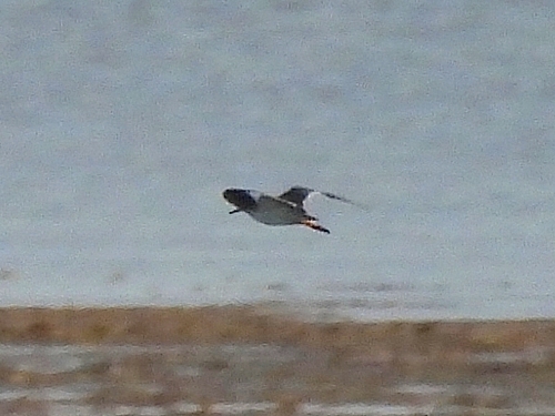 Common Redshank