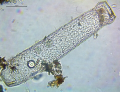 Pleurotaenium maximum