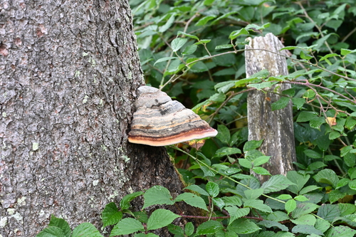 Red-banded Polypore