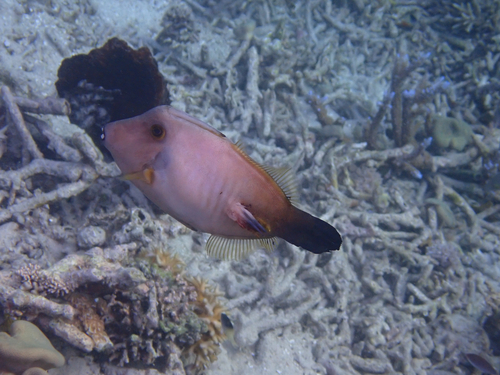 Amanses scopas observed 2026-10-05