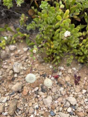 Leiocarpa supina, 2026-10-06
