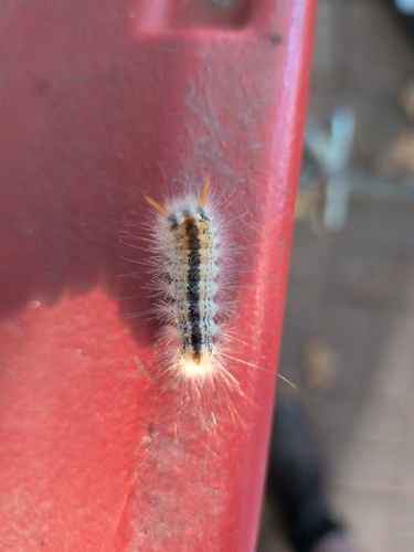Nut-Tree Tussock